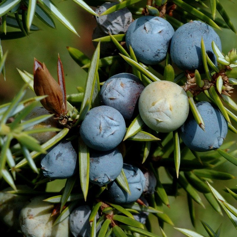 Juniperus communis 1